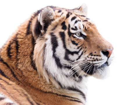 Proud tiger
