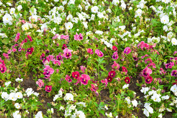 Flowerbed with flowers Viola.