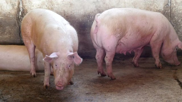 big pigs on a farm