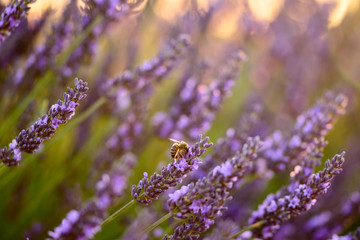 Close up of a lavender flower witha bee at sunset light in Provence