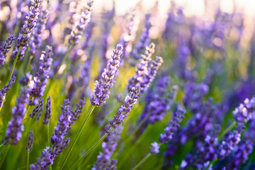Fototapeta premium Close up of a lavender flower
