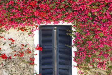 Fototapeta na wymiar Beautiful and colorful Mediterranean flowers surrounding a window with shutters 