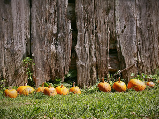 Pumpkins And Barn Background