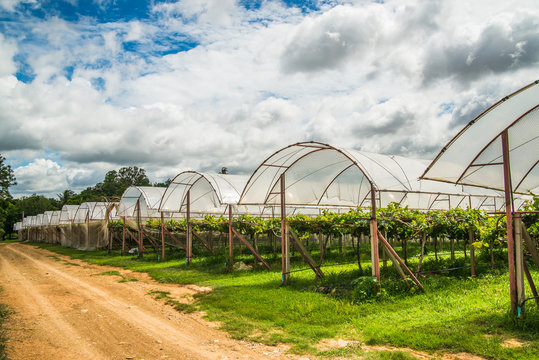 Grape farm in the countryside of Thailand.