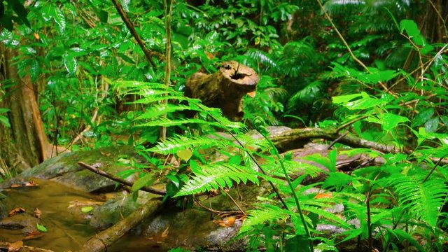 Water drips into a natural stream from the branches and leaves of tropical plants and trees in a Southeast Asian rainforest wilderness, after the Rain. Video UltraHD