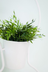 Hanging Planter in white color with green fresh tree on white background