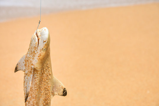 Fisherman caught the shark on the beach at sea. Shark on fishing-rod with beach background Shark and fishing rod on the beach at the sea
