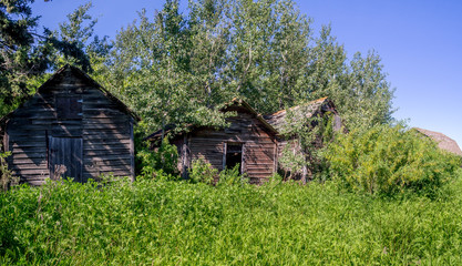 Fototapeta na wymiar Old farm sheds on the prairies in Saskatchewan on a summer day.