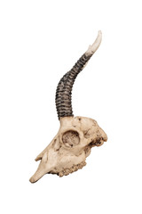 Skull of goat, isolated on white background, side view
