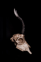 Low key, Skull of goat on black background, side view