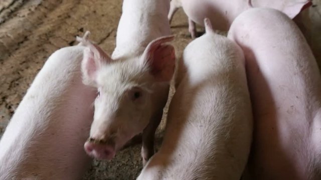 cute pink pig on a farm, slow motion