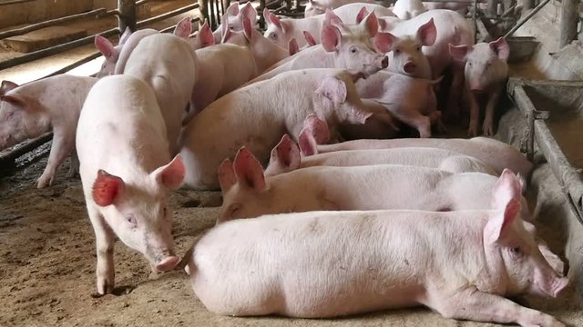 lovely pink pigs in a barn, slow motion