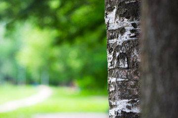 Fototapeta premium Right aligned tree trunk bokeh background