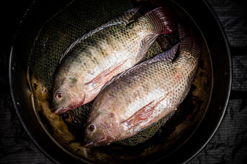 Fresh tilapia or nile tilapia in pot