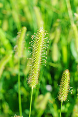 Green grass on  field