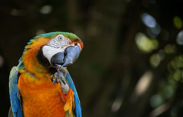 Blue and orange macaw sitting on a perch and cleaning its talons