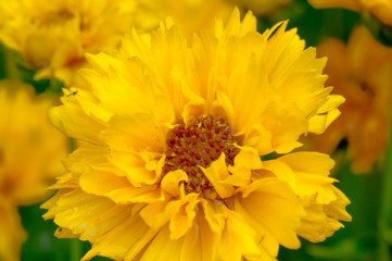 Großblumiges Mädchenauge - Coreopsis grandiflora