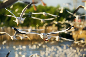 many seagull flying