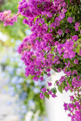 bracts of bougainvillea glabra