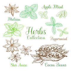 Illustration of herbs collection. Freehand drawing sketch. It can be used for design menu, greeting cards