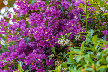 Fototapeta premium bracts of bougainvillea glabra