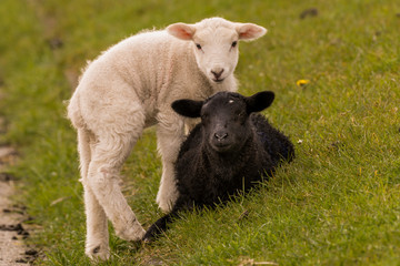 sheeps graze on the dike
