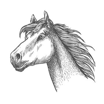 Galloping horse of andalusian breed sketch symbol