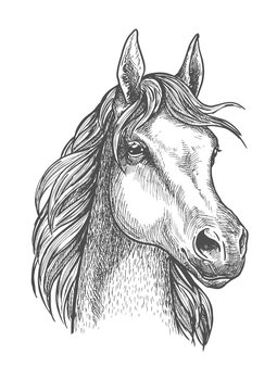 Scottish pony sketch for horse breeding design