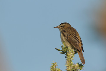bird