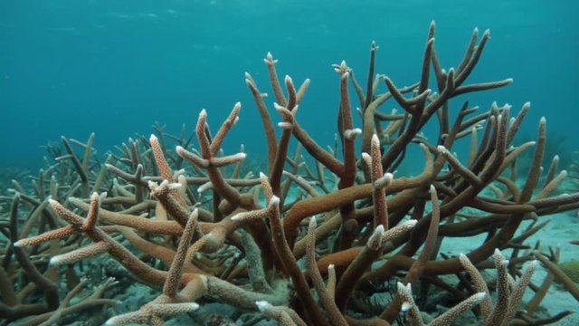 Unterwasser - Riff - Koralle - Hirschgeweihkoralle - Tauchen - Curacao - Karibik