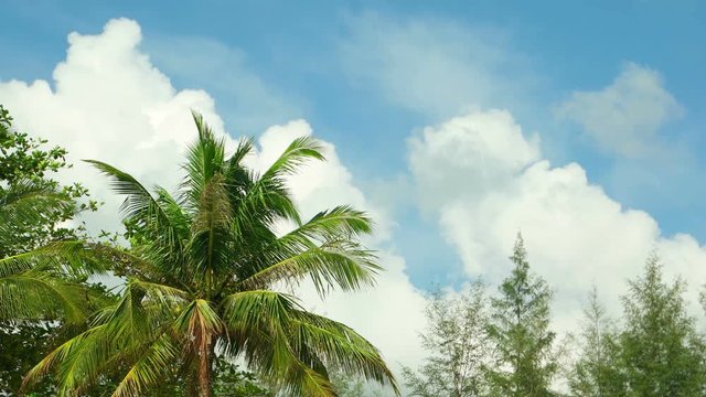 Threatening clouds building against an otherwise cheerful, blue sky, with coconut palms and other trees in the foreground. Video 4k