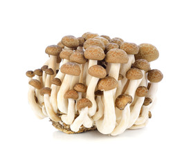 shimeji mushrooms brown varieties on white background.