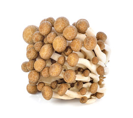 shimeji mushrooms brown varieties on white background.