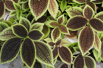 ピレア・インボルクラタ