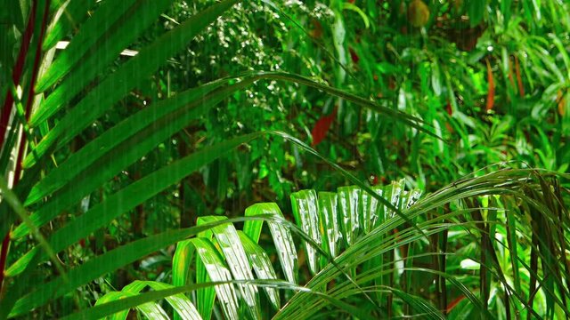 Steady rain washes over the leaves and fronds of tropical trees in a Southeast Asian wilderness area, with sound. Video UltraHD