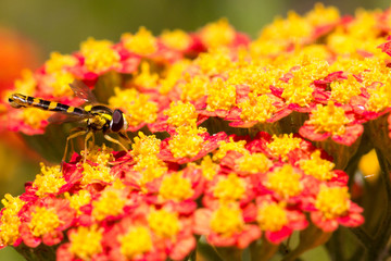 Schwebefliege
