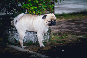 dog pee
