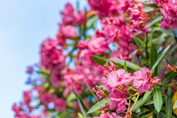 oleander flowers