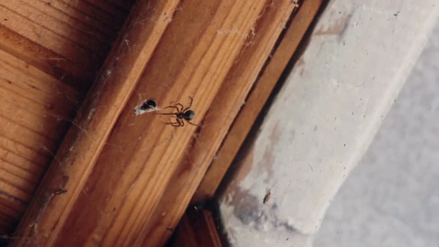 A spider wrapping a prey wasp