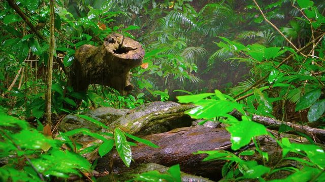 Sunlight glistens on the wet leaves and fronds of tropical plants and trees as a gentle rain falls on this Southeast Asian, tropical rainforest, with sound.