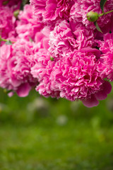 Beautiful Pink Peony Flowers with Copy Space as Background