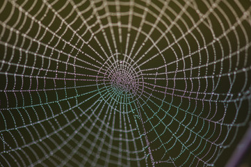 structure and pattern that will make the spider web in the morning in the mountains in the national park