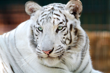 Portrait of a beautiful bengal white tiger