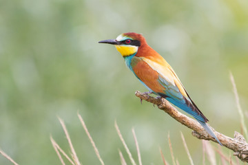 European bee-eater (Merops apiaster), Italy