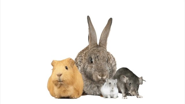 bunny, hamster, guinea pig and rat on a white background