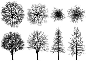 bare tree.
Vector trees isolated on a white background.