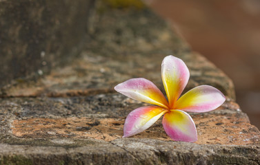 pretty pink frangipani flower