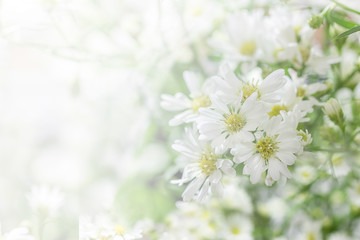 cutter flower background