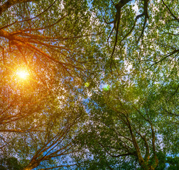 Sun ray through the trees