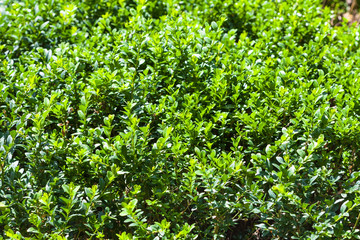 Fototapeta na wymiar boxtree shrub in sunny summer day